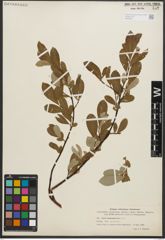 Foto von Salix scouleriana Barratt ex Hook.